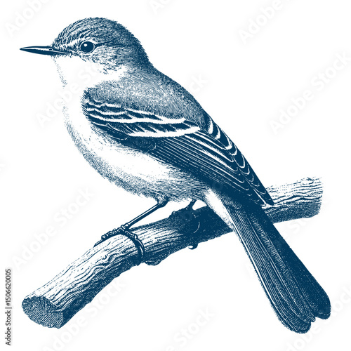 Acadian Flycatcher bird vector