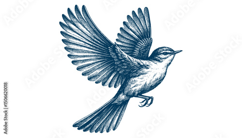 Acadian Flycatcher bird vector