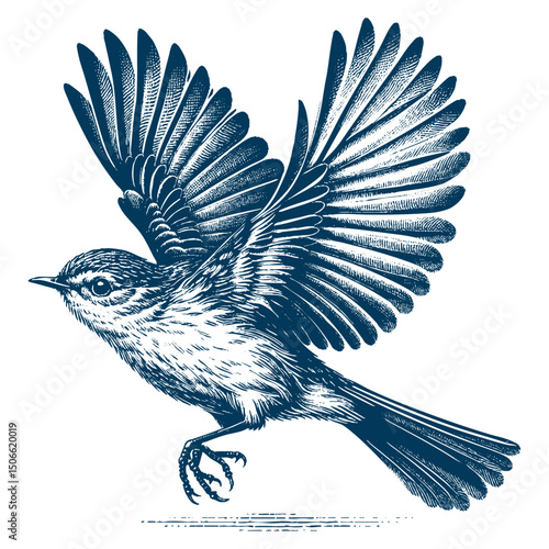 Acadian Flycatcher bird vector