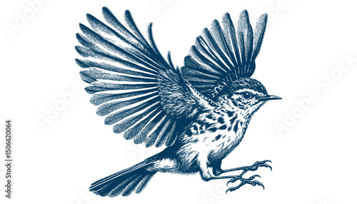 Acadian Flycatcher bird vector