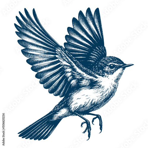 Acadian Flycatcher bird vector
