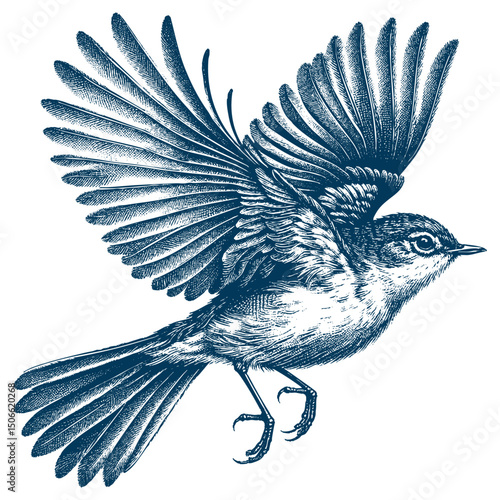 Acadian Flycatcher bird vector