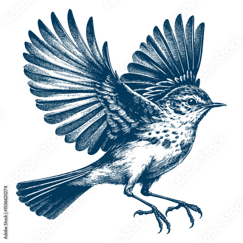 Acadian Flycatcher bird vector