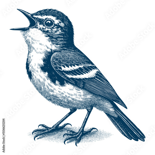 Acadian Flycatcher bird vector