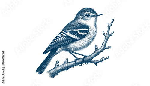 Acadian Flycatcher bird vector