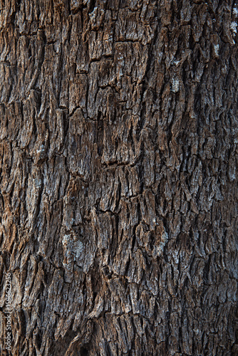 Close up of bark on a tree