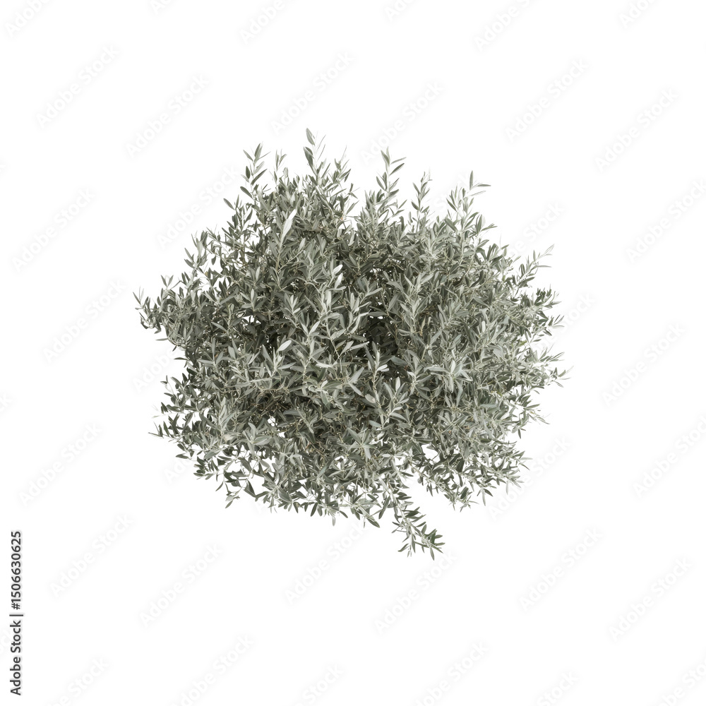 Aerial View of a Silver Dusty Miller Shrub, Dense Foliage, Top Down Perspective Aerial View of a Silver Dusty Miller Shrub, Dense Foliage, Top Down Perspective