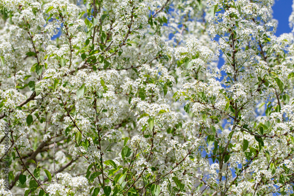 White cherry blossoms filling branches under spring sunlight. White cherry blossoms filling branches under spring sunlight.