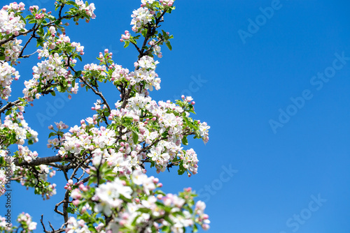 Close-up of apple blossoms in full bloom under a vivid blue sky, seasonal spring concept.