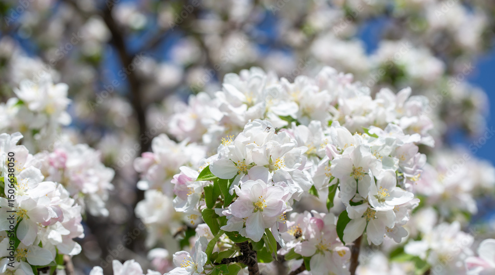 Apple blossom close-up on a clear spring day with vibrant blue sky background. Apple blossom close-up on a clear spring day with vibrant blue sky background.