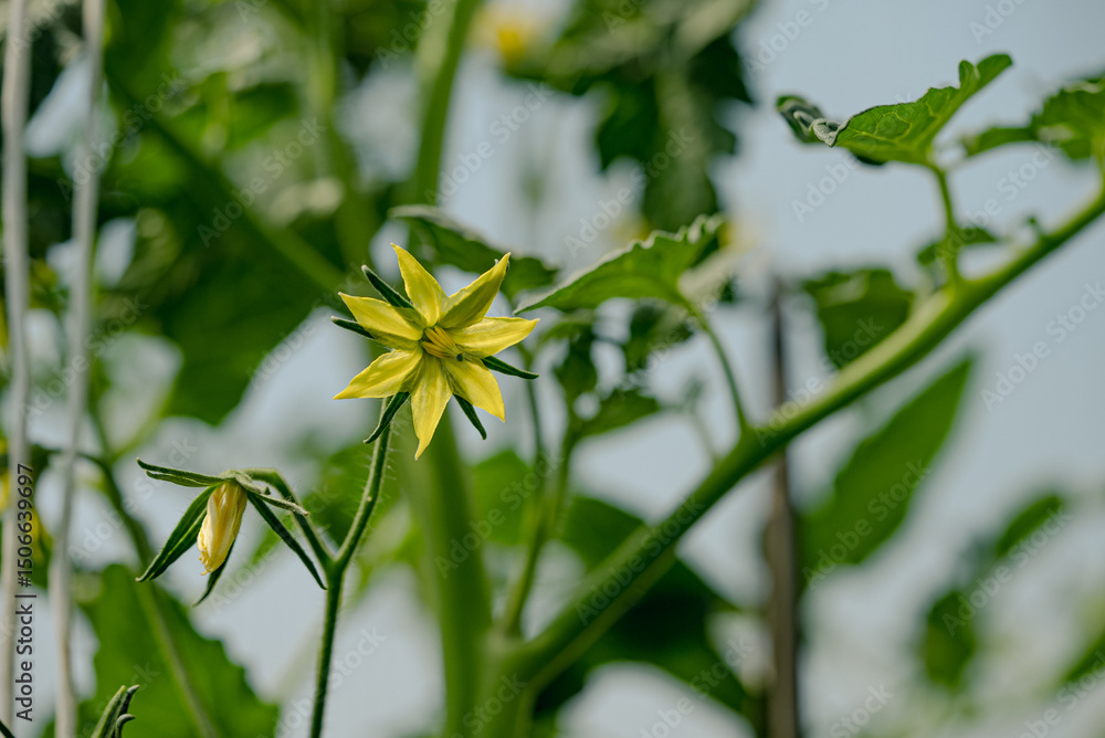 Obraz premium Close-up of a tomato plant with a vibrant yellow flower and buds, showcasing the growth and development of the plant in a greenhouse environment