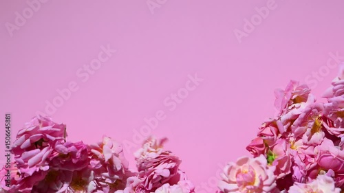 Background of falling pink roses
