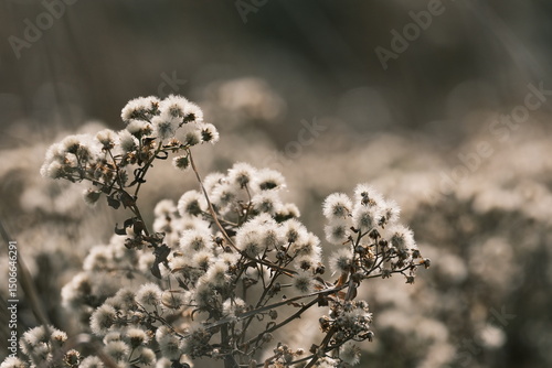 ふわふわ綿毛の花畑