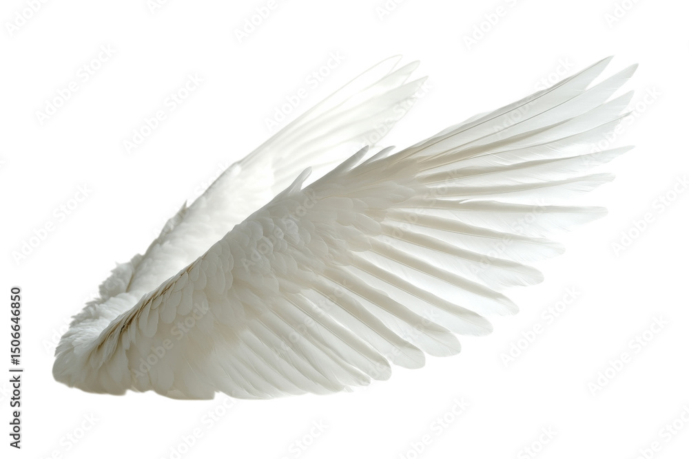 Naklejka premium A single white bird wing