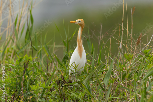 首を回すアマサギ