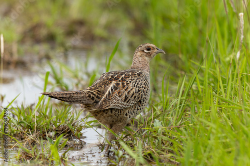 泥濘を進むキジの雌