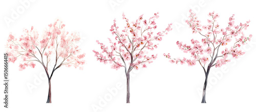 Watercolor illustration of three cherry blossom trees with pink flowers isolated on transparent background