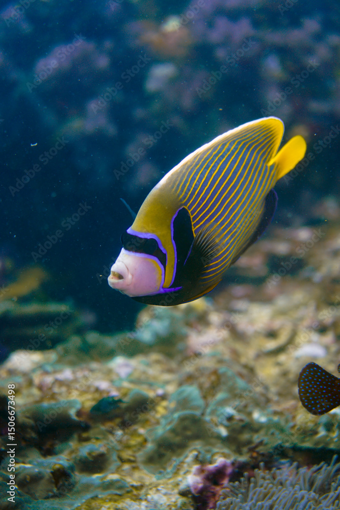 Fototapeta premium Beautiful emperor angelfish angel fish swimming in the colourful coral reef in the Similan Islands in Thailand, Andaman Sea in Asia. Scuba Diving underwater photography