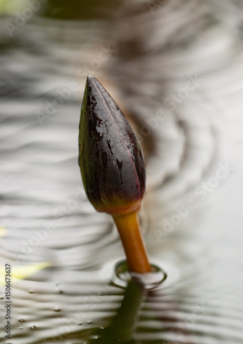 Φωτογραφία A flower bud is floating in a puddle of water