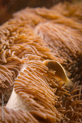 Beautiful clownfish in the anemone in the warm tropical water of Thailand, Similan islands in the Andaman Sea in Asia. Underwater scuba diving