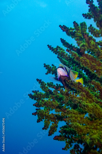 Beautiful emperor angelfish angel fish swimming in the colourful coral reef in the Similan Islands in Thailand, Andaman Sea in Asia. Scuba Diving underwater photography