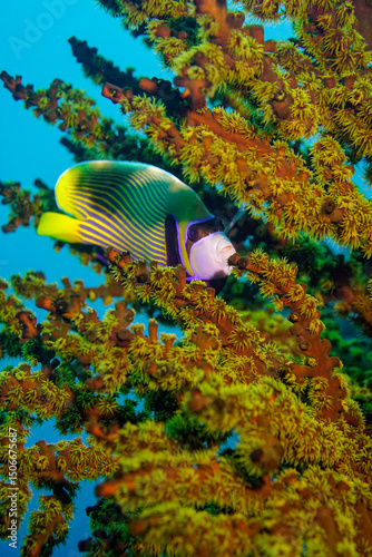 Beautiful emperor angelfish angel fish swimming in the colourful coral reef in the Similan Islands in Thailand, Andaman Sea in Asia. Scuba Diving underwater photography