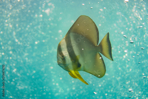 Beautiful coral fish swimming in the colourful coral reef in the Similan Islands in Thailand, Andaman Sea in Asia. Scuba Diving underwater photography