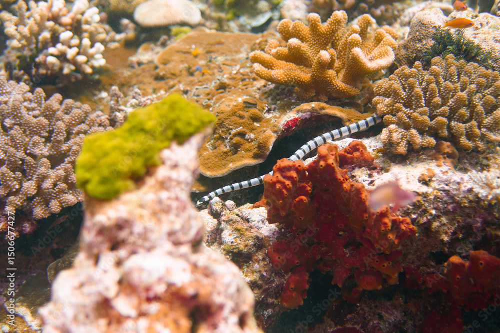 Fototapeta premium Beautiful coral snake sea serpent sea snake swimming in the colourful coral reef in the Similan Islands in Thailand, Andaman Sea in Asia. Scuba Diving underwater photography
