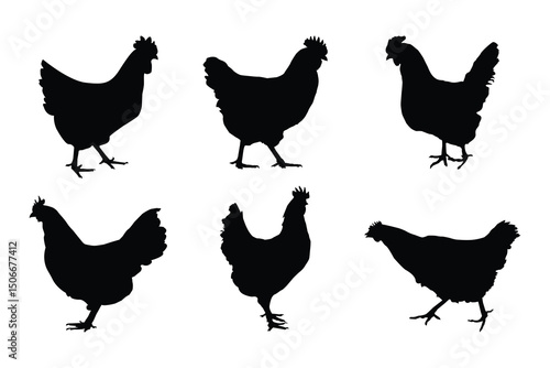 Hen And Rooster. Hen black vector. Set of Isolated silhouettes of Hen .	