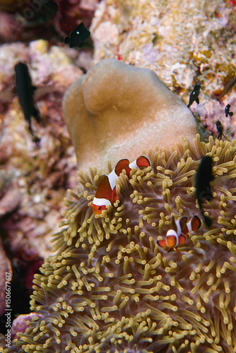 Beautiful clownfish in the anemone in the warm tropical water of Thailand, Similan islands in the Andaman Sea in Asia. Underwater scuba diving