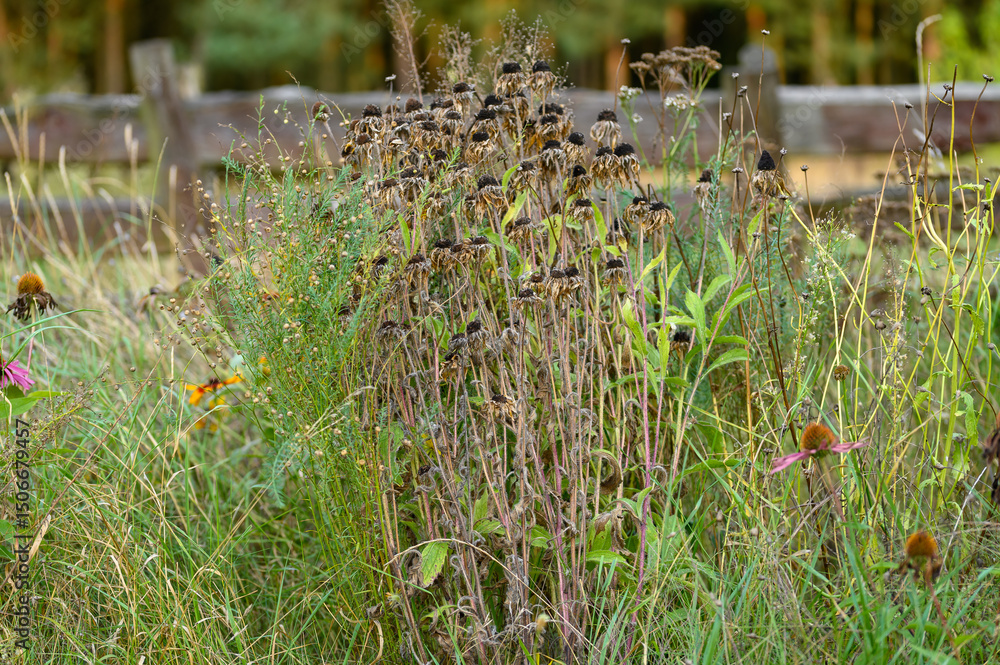 Fototapeta premium Uschniete suche słoneczniki w zapomnianym ogrodzie po upalnym lecie