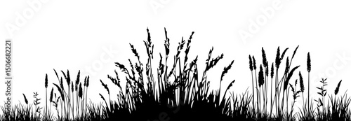 Silhouette of cattails and reeds. Wild grass on the river bank. Swamp coastal plants.
