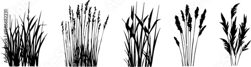 Silhouette of cattails and reeds. Wild grass on the river bank. Swamp coastal plants.