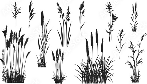 Silhouette of cattails and reeds. Wild grass on the river bank. Swamp coastal plants.