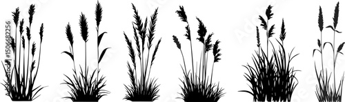 Silhouette of cattails and reeds. Wild grass on the river bank. Swamp coastal plants.