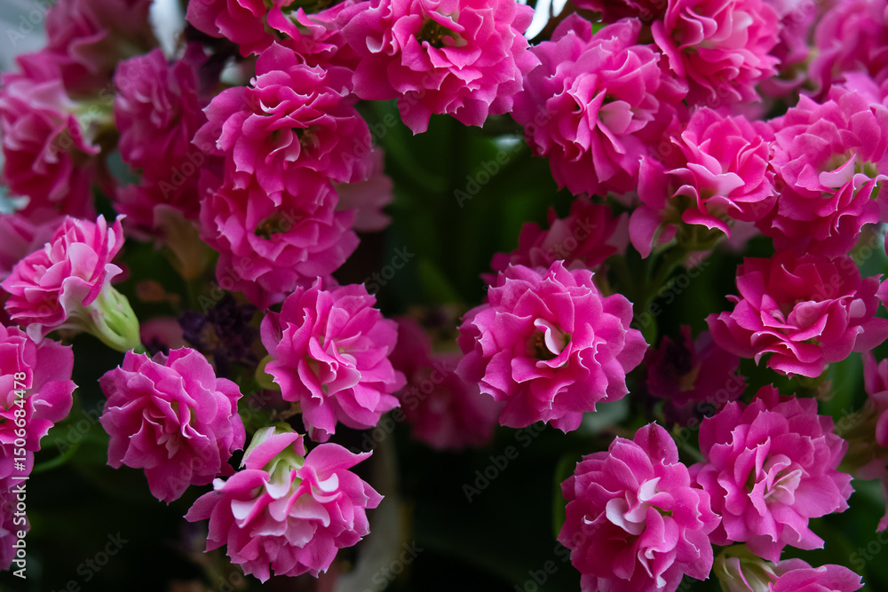 Pink flowers of Kalanchoe blossfeldiana close-up Pink flowers of Kalanchoe blossfeldiana close-up