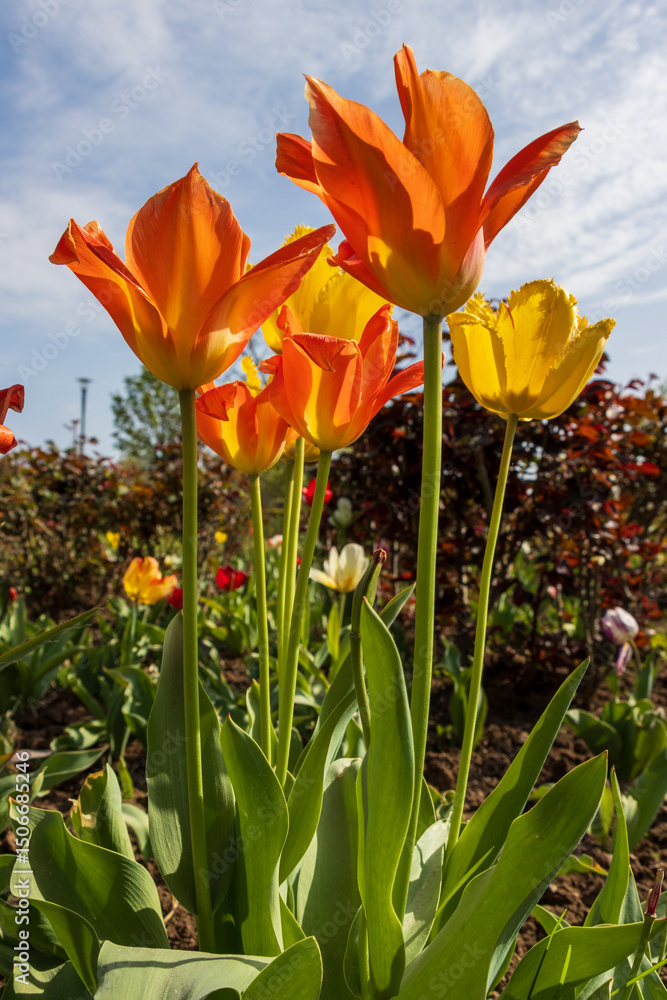 orange and yellow flowers orange and yellow flowers