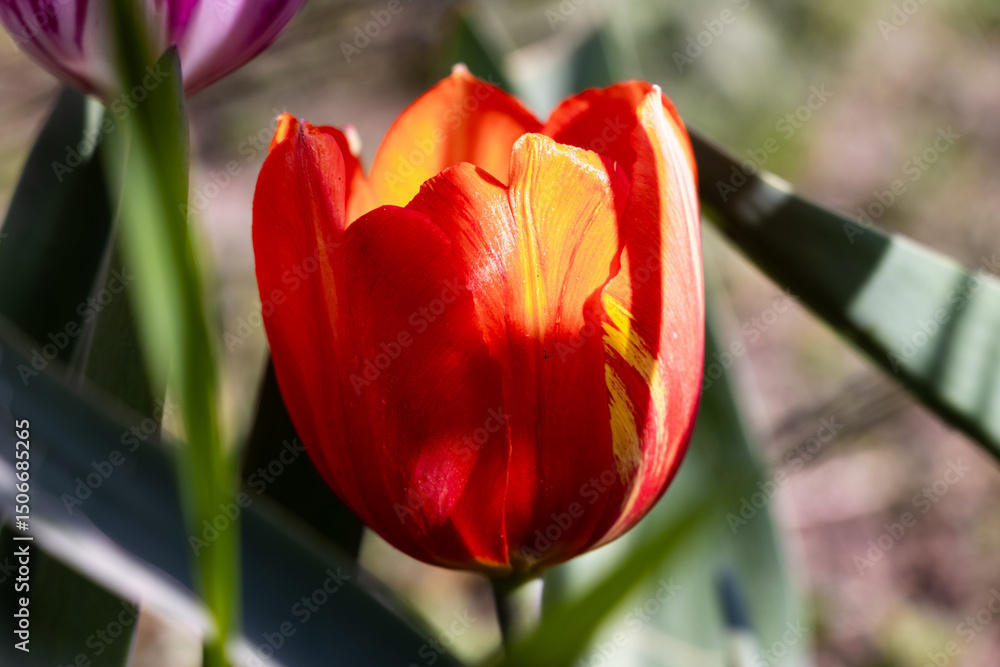Fototapeta premium red and yellow tulips
