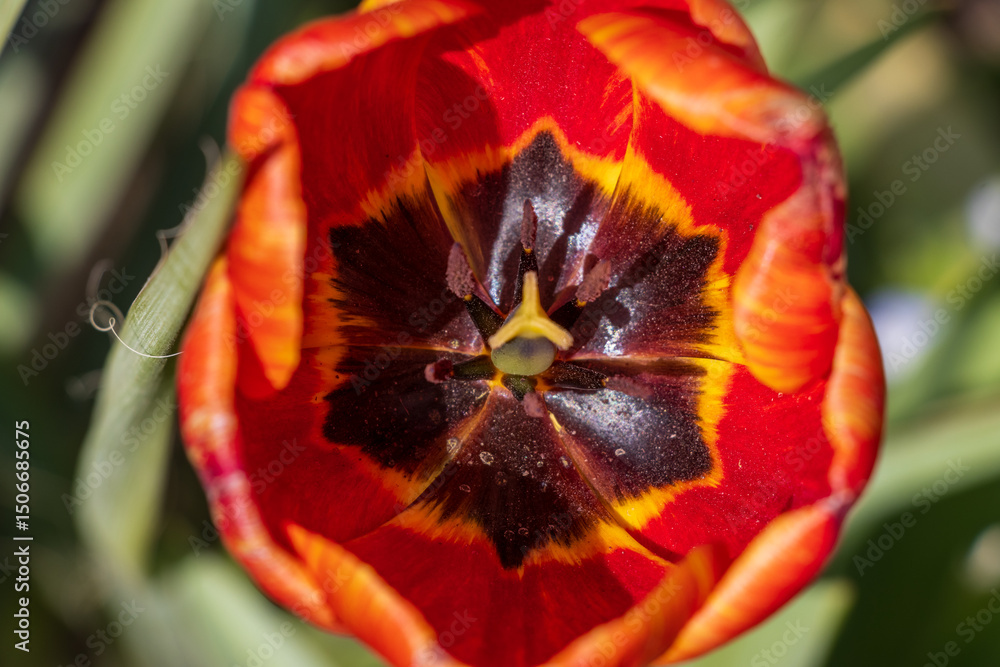 red and yellow tulip red and yellow tulip