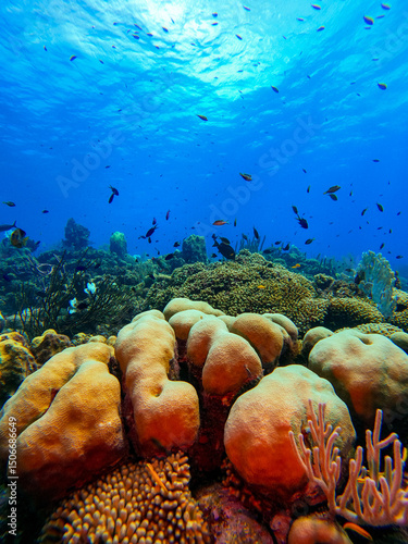 Beautiful coral fish swimming in the colourful coral reef in the Caribbean Sea in South American Curacao. Scuba Diving underwater photography