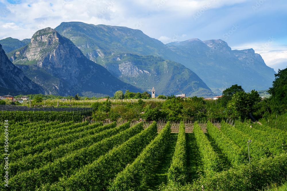 Wine-growing region in the Sarca Valley at the northern end of Lake Garda in the Trentino region. A broad, lush landscape where olive trees and vineyards thrive, known for the Teroldego grape variety. Wine-growing region in the Sarca Valley at the northern end of Lake Garda in the Trentino region. A broad, lush landscape where olive trees and vineyards thrive, known for the Teroldego grape variety.