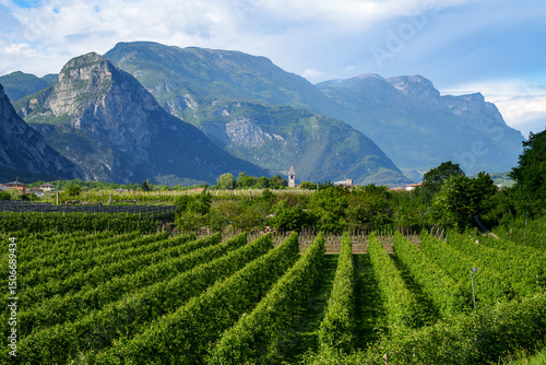 Wine-growing region in the Sarca Valley at the northern end of Lake Garda in the Trentino region. A broad, lush landscape where olive trees and vineyards thrive, known for the Teroldego grape variety.