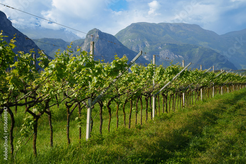 Wine-growing region in the Sarca Valley at the northern end of Lake Garda in the Trentino region. A broad, lush landscape where olive trees and vineyards thrive, known for the Teroldego grape variety.