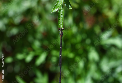 dragonfly on a green leaf