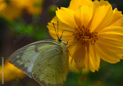 close up of butterfly on flower