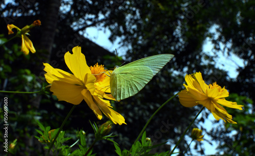 butterfly on yellow flower