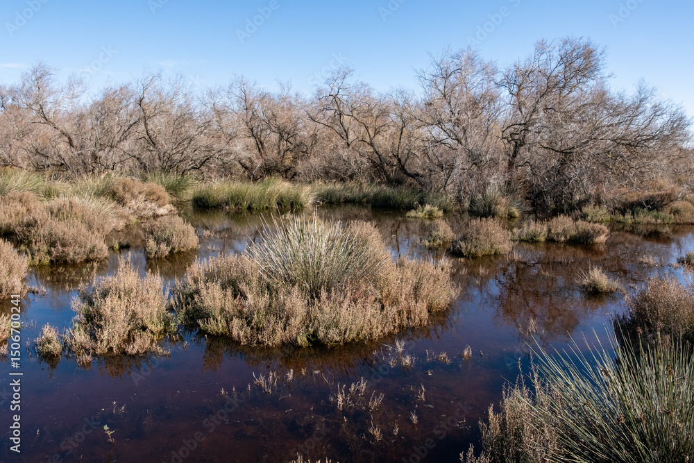 Fototapeta premium Marécage