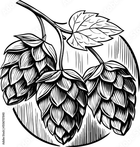 Black and white illustration of hop cones with leaves for brewing art