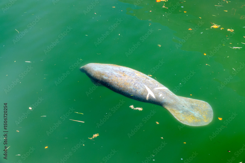 Fototapeta premium Manatee in the marina of Key Largo, Florida keys