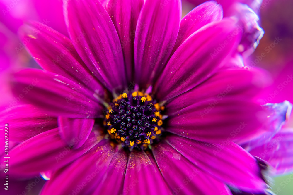 A close up of an African Daisy (Osteospermum jucundum) in Suffolk, UK A close up of an African Daisy (Osteospermum jucundum) in Suffolk, UK